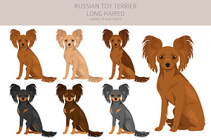 Russian Toy Terrier Longhaired