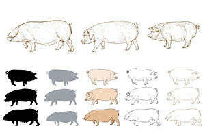 Eco pig farm