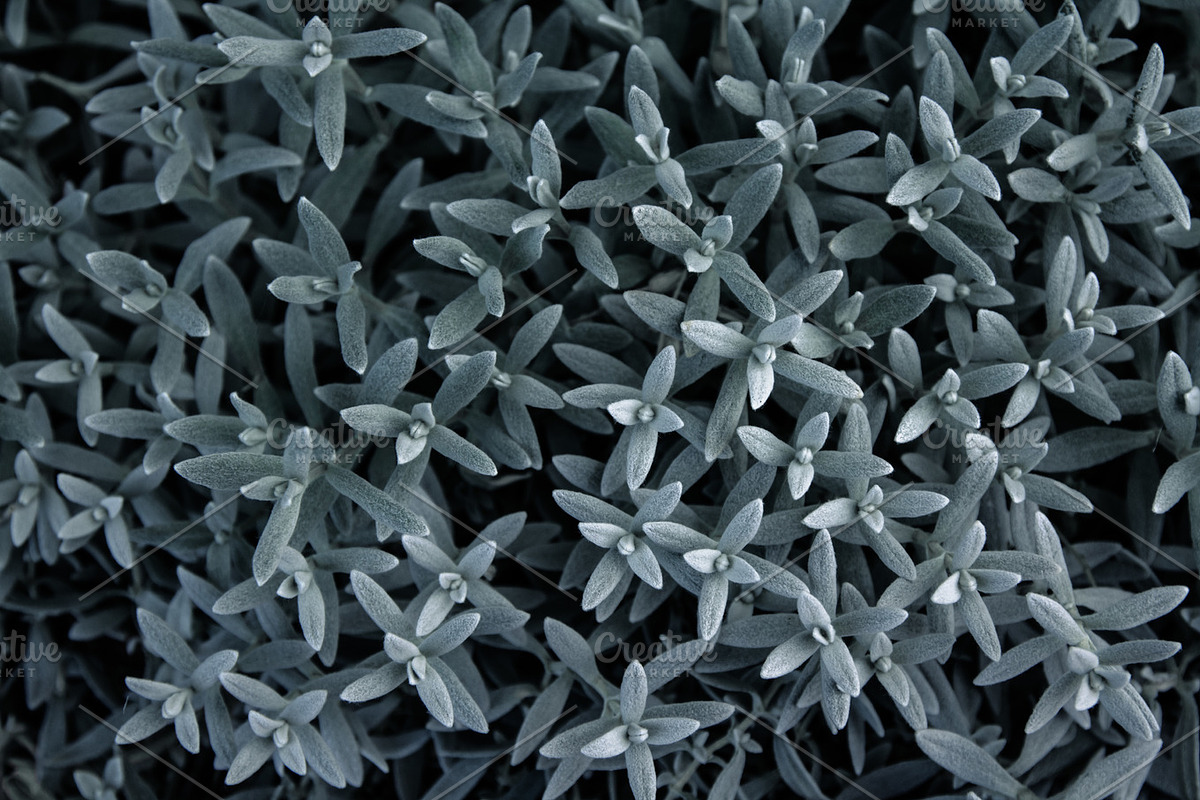 Silver Succulents Photo Pack, a Templates & Theme by c l a r a X Y (Photo 3 of 5)