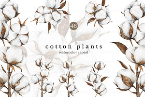 Cotton Plant Watercolor
