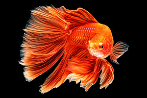 Movement beautiful of colorful siame