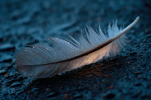 Feather on Wet Asphalt, a Nature Photo by Virgo Studio