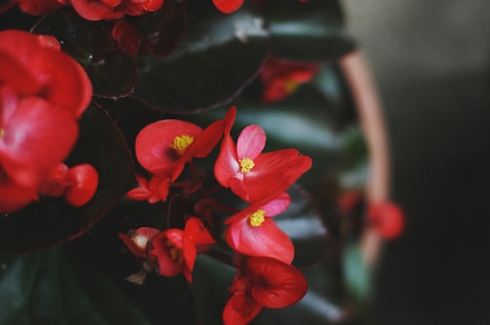 Crimson red begonia, a Nature Photo by Maria Dattola Photography