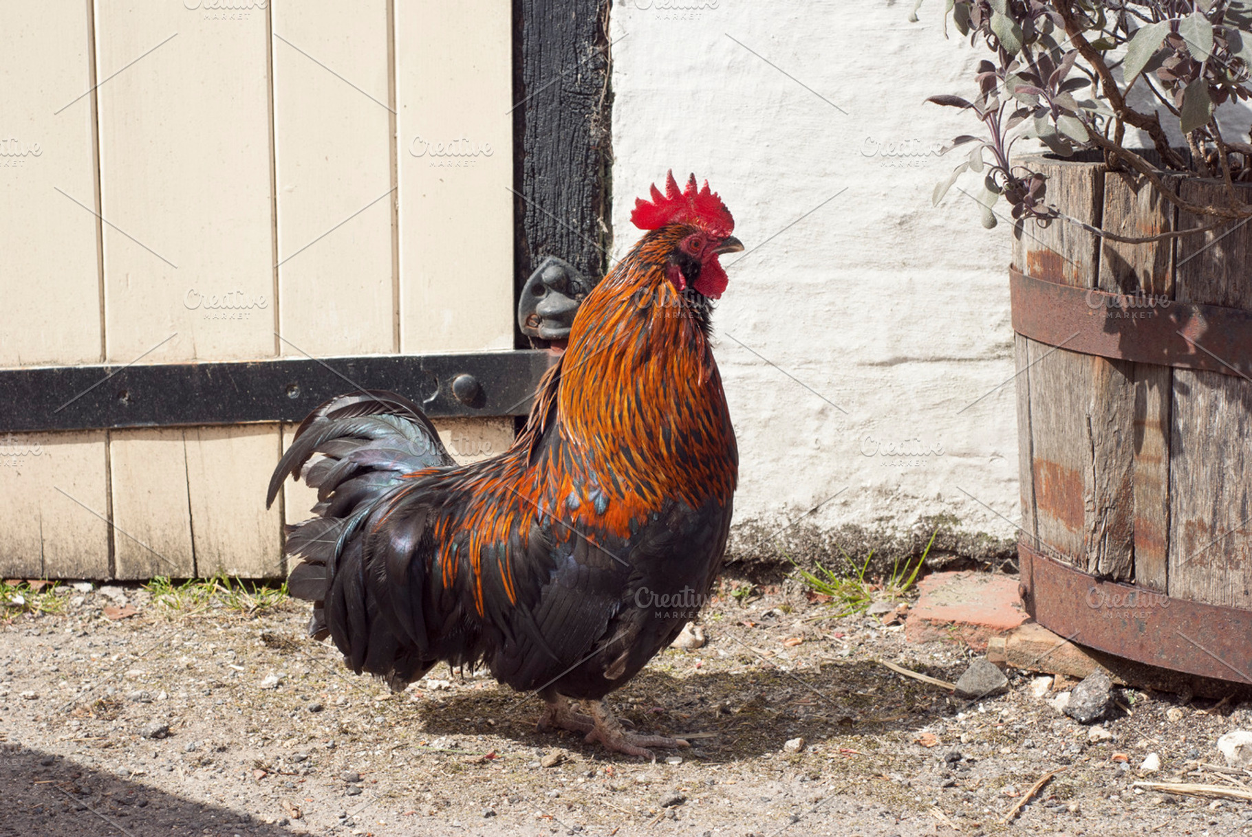 Rooster At A Farm