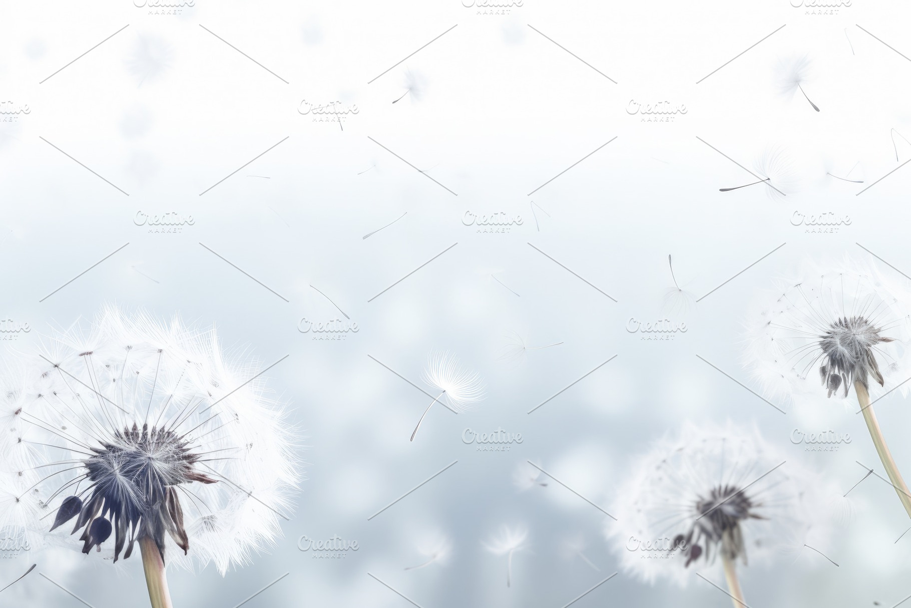 A mesmerizing display of dandelions, a Photo by Iftikhar Alam