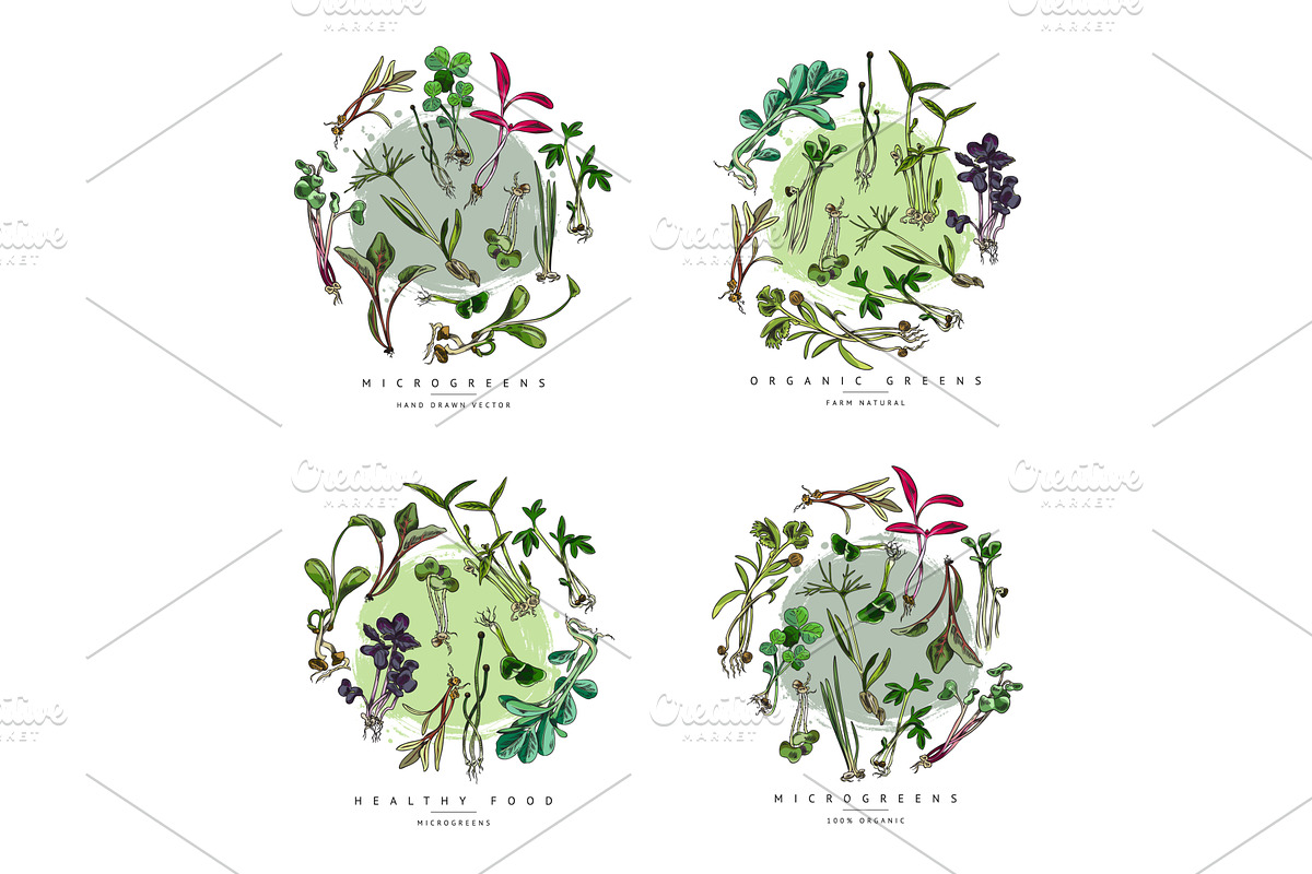Set of microgreens, vector, a Food Illustration by Sabelskaya