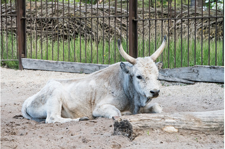Hungarian grey cattle relax outdoor, an Animal Photo by COLORFUL