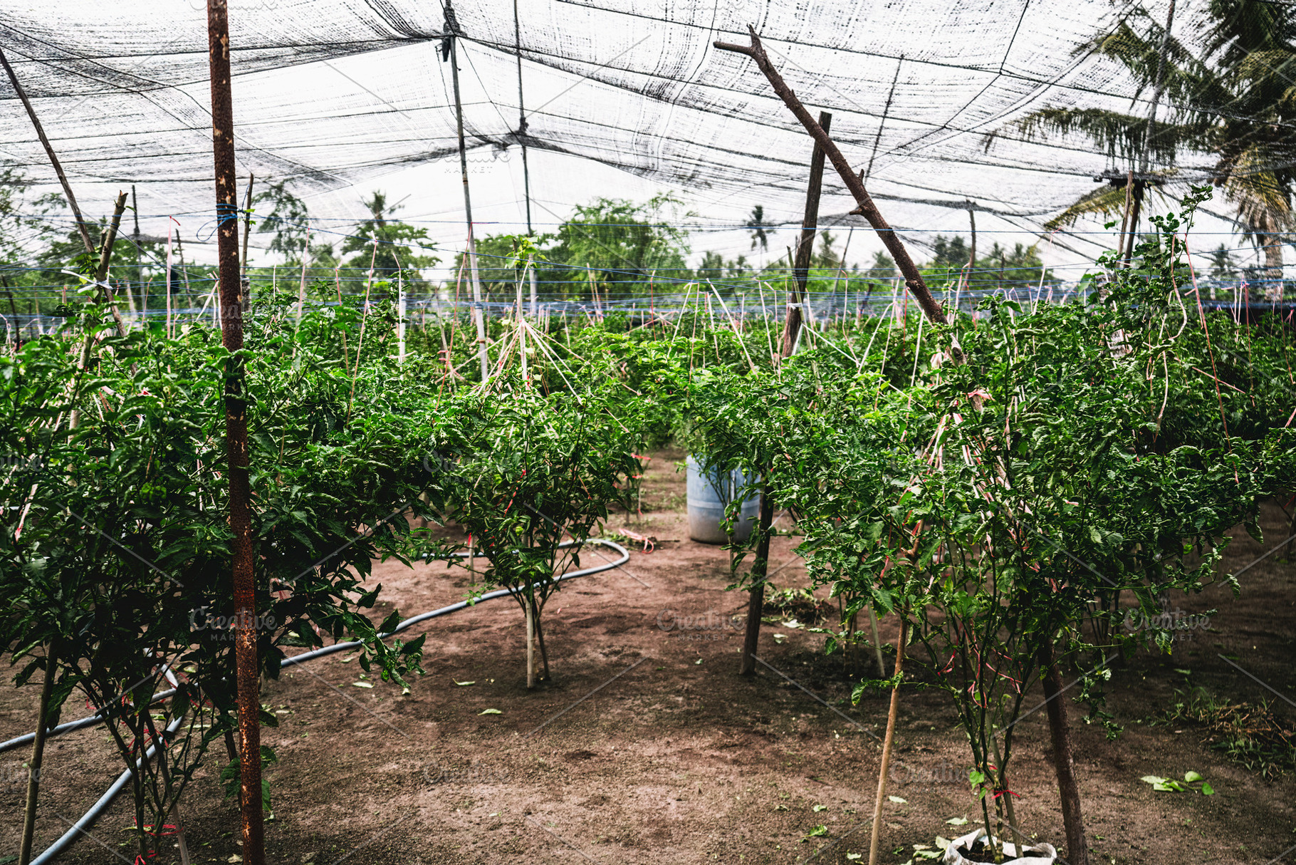 cultivation of trees in a greenhouse, a Nature Photo by SkyNext