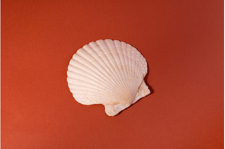 White Seashell on a brick Background, an Animal Photo by JeanBet