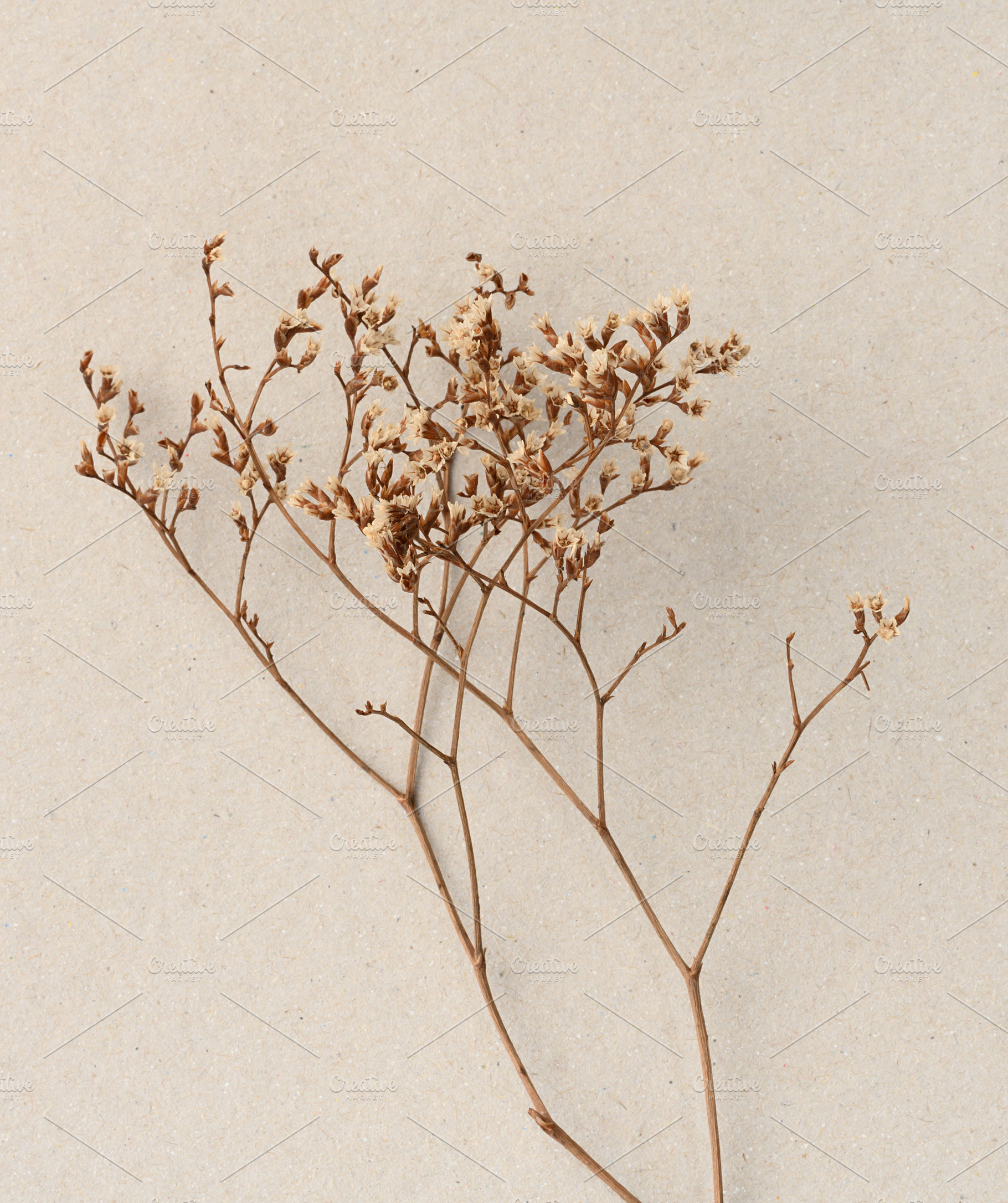 A thin branch of brown dried flowers with small beige infloresce, an Abstract Photo by ndanko