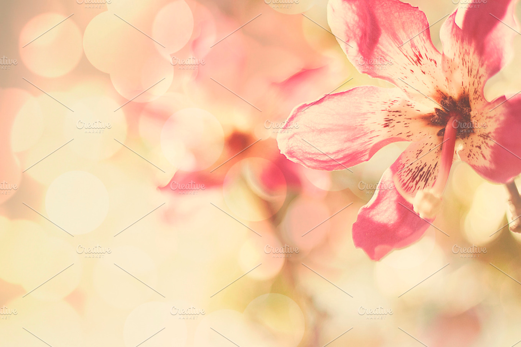 Silk Floss Tree Flower Stock Picture