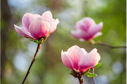 Magnolia spring flowers, a Nature Photo by Nature and travel