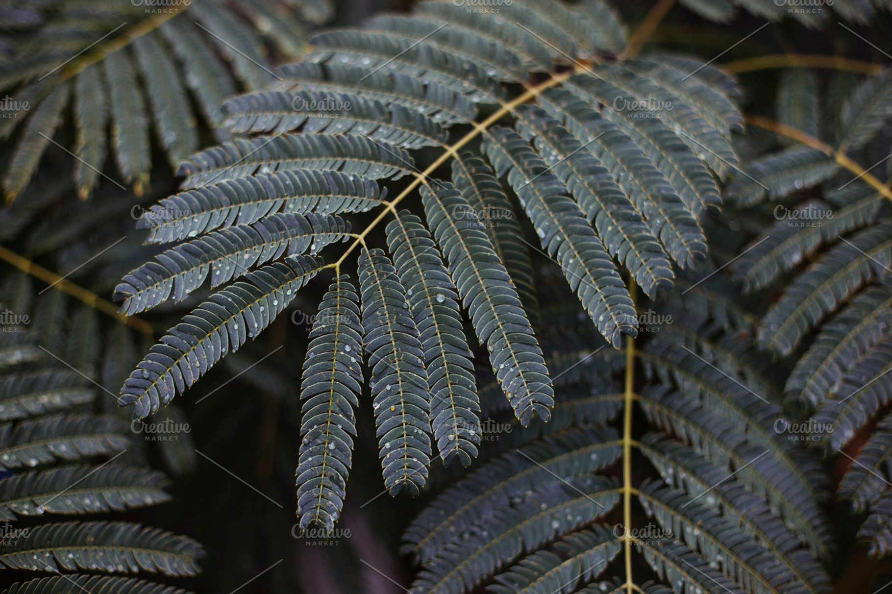 Leaves Containing Leaves Green And Muted
