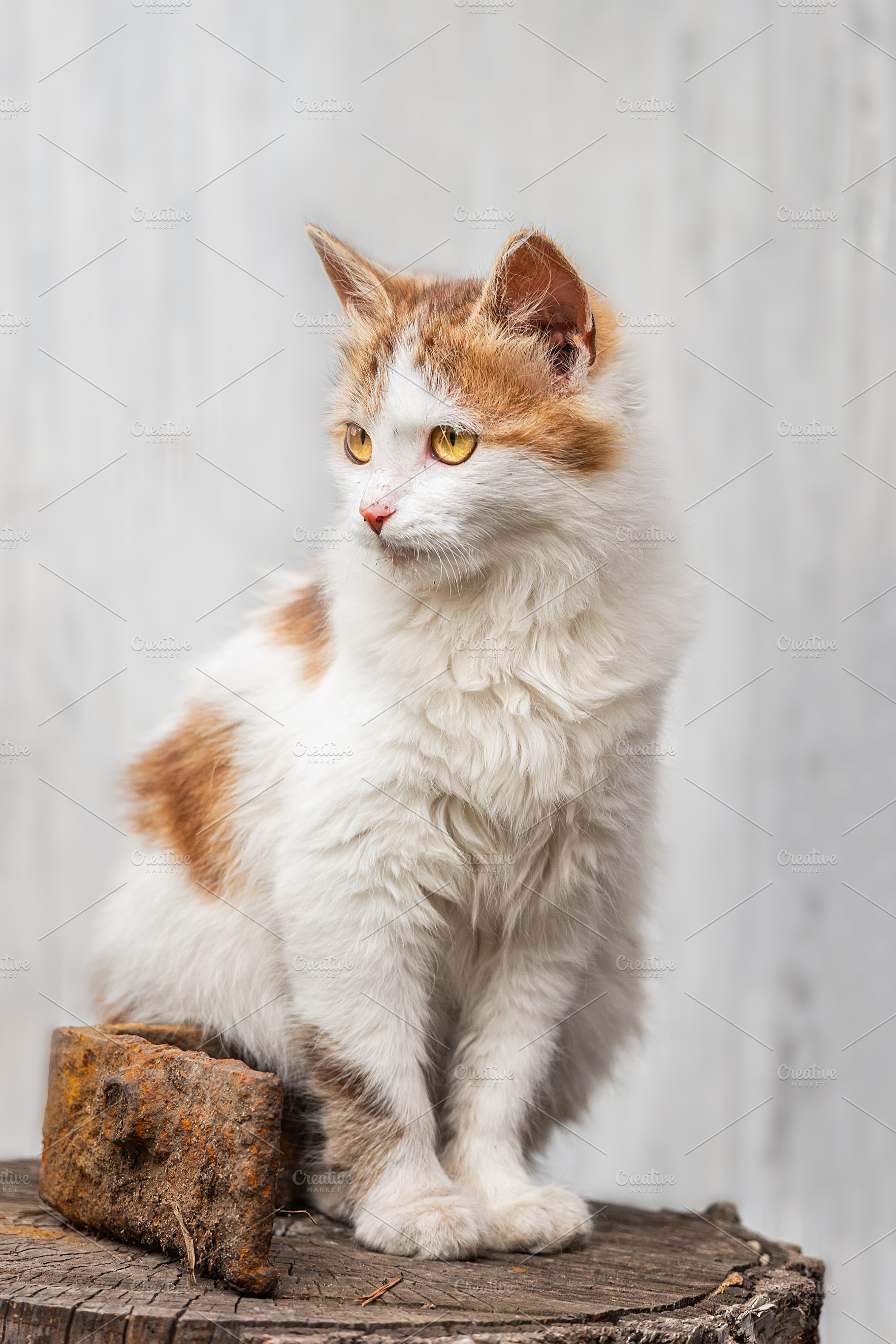 red fluffy cat lies on a wooden fenc, an Animal Photo by AlexBush