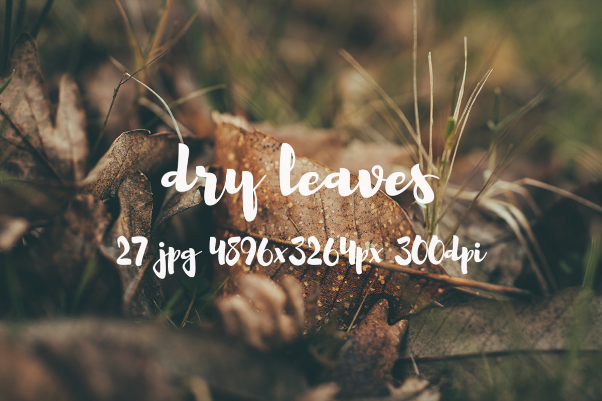 Dry leaves, a Templates & Theme by ApertureVintage (Photo 11 of 16)