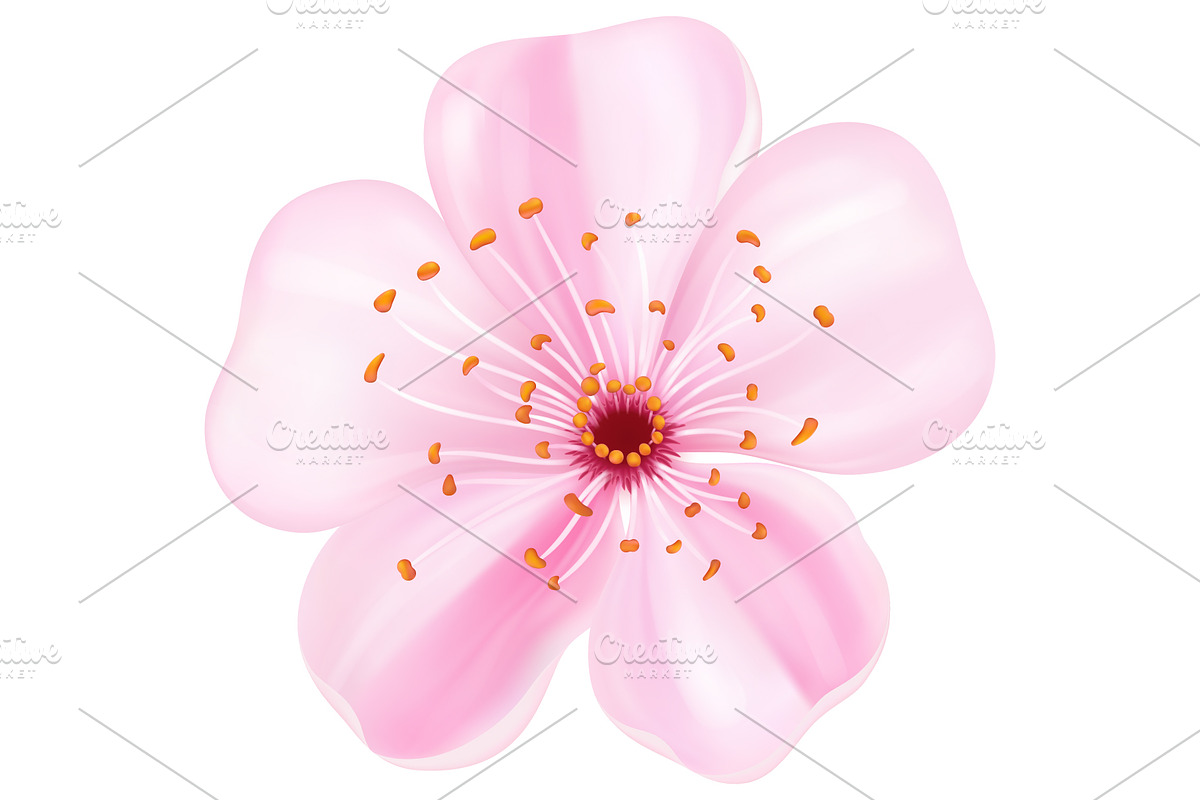 Realistic sakura blossom flower, an Object Illustration by Yayasya