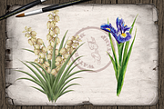 US State Flowers Part 2 Illustration, a Decorative Illustration by DioFlow (Thumbnail 4 of 5)