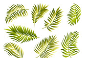 Palm leaves vector set, a Decorative Illustration by MalinaShop (Thumbnail 2 of 3)