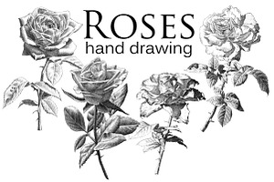 Realistic Roses. Hand Drawing.