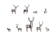 Hand drawn collection of deer, an Animal Illustration by TheMountBirdStudio (Thumbnail 6 of 6)