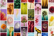 Botanical Stories Stock Pack, a Background Photo by Iconogenic (Thumbnail 2 of 4)