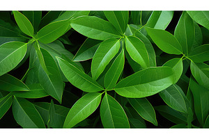 texture cinnamomum camphora leaves, a Nature Photo by pikepicture