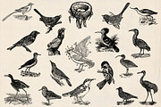 Dictionary Engravings Birds Vintage, an Illustration by Piddix Archives (Thumbnail 2 of 5)