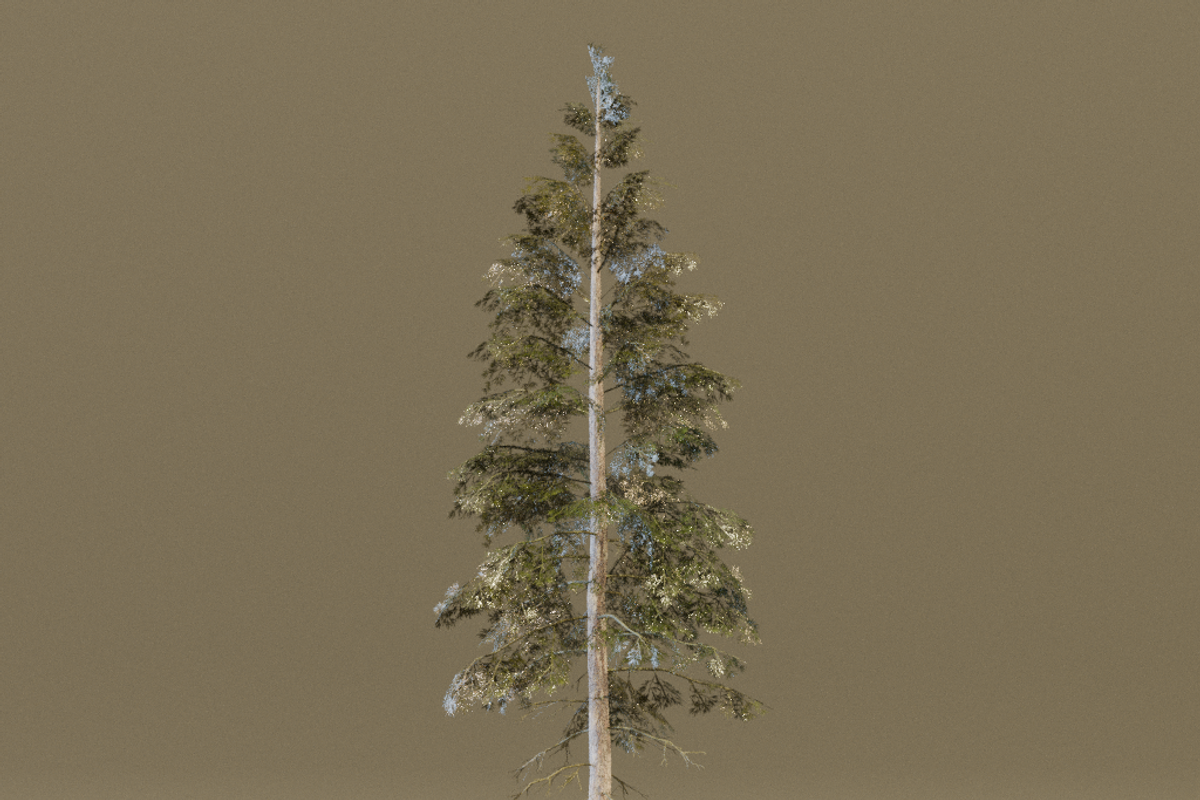 The Norway Spruce Tree, a Plants & Tree 3D Model by FuturePastCreatives (Photo 7 of 7)