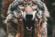 236 surprised animals, an Animal Photo by Handmadefont (Thumbnail 160 of 241)