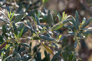 Olive tree branch with small green fruits growing during spring season, a Nature Photo by Antonio Gravante Market