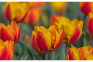 Bicolored red and yellow tulips in