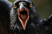 236 surprised animals, an Animal Photo by Handmadefont (Thumbnail 225 of 241)