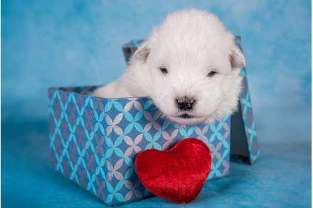 White fluffy small Samoyed puppy dog, an Animal Photo by COLORFUL