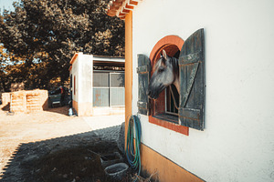 Gray Horse at Rustic Stable Window, an Animal Photo by SkyNext