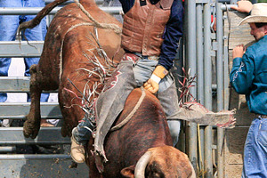 Bull riding stock photo containing bull and animal