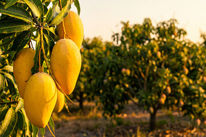 Thai yellow mango on mango trees, a Food & Drink Photo by Volff