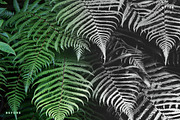 Matte Black &White Lightroom Presets preview 6