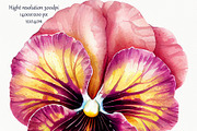 Watercolor Pansy Flowers Clipart, an Object Illustration by BarvArt (Thumbnail 4 of 4)