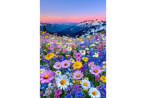A wildflower is located in Mount, a Nature Photo by ZinetroN