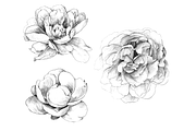 Hand Sketched Peonies, an Object Graphic by VictoriaKStudio (Thumbnail 2 of 9)