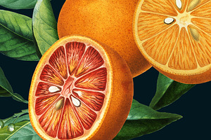 Vintage Orange Citrus Collection