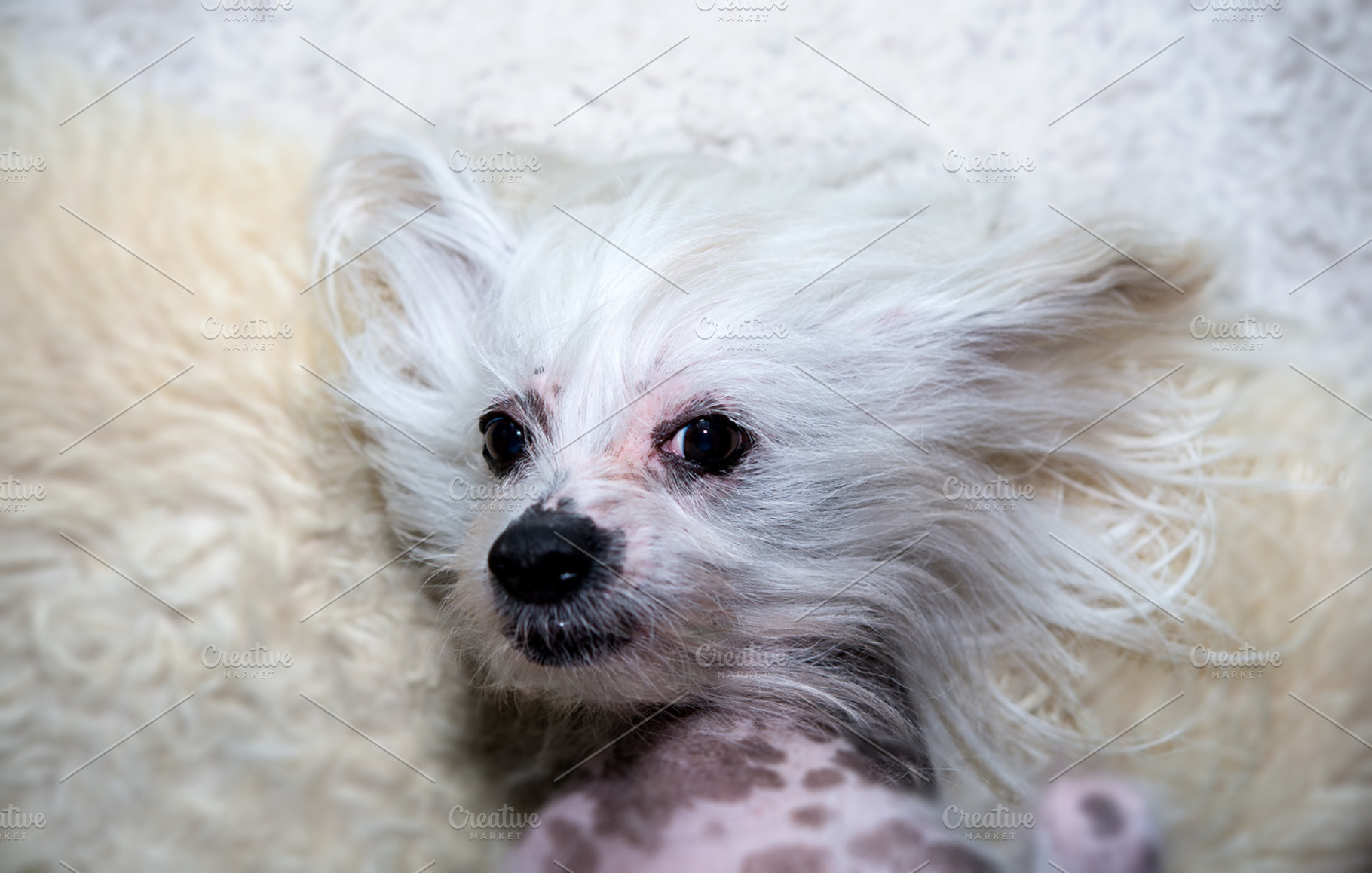 Dog lies on the carpet, an Animal Photo by OXYMORON 