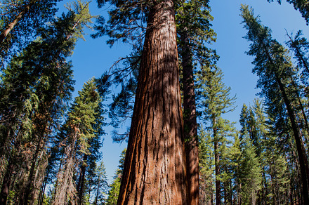 Yosemite Sequoia