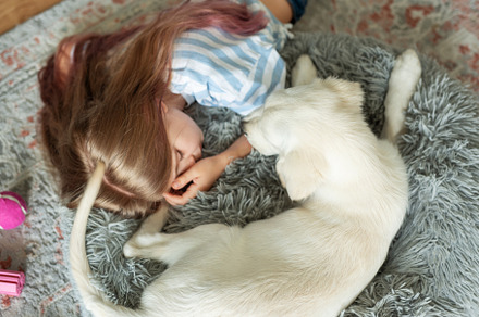 Little girl playing with a golden retriever puppy at home., a Person Photo by Olena Rudo