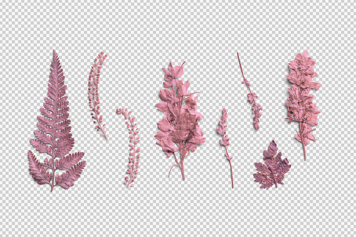 Rose Quartz Pressed Botanical PNG, an Object Graphic by Custom Scene (Photo 2 of 8)