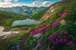 Capra lake and flowery bushes, a Nature Photo by Alpine Dreams