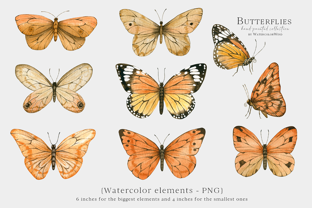 Watercolor Butterfly Clipart, an Illustration by Ksenia Shmakova (Photo 2 of 10)