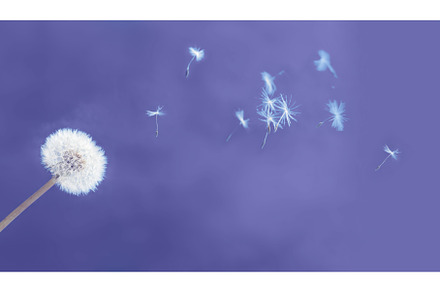 White dandelion on blue, a Nature Photo by Neirfy
