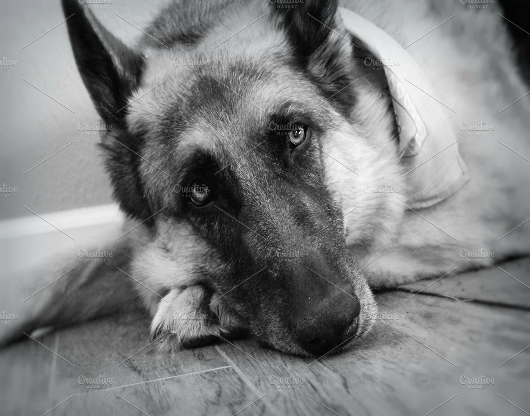 German Shepherd Laying Down, an Animal Photo by Vanilla Extinction
