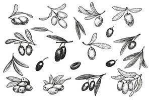 Olive Vector Collection